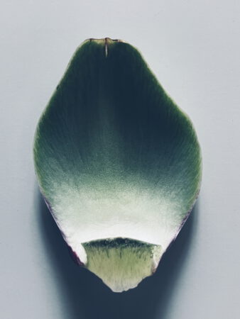 leaf