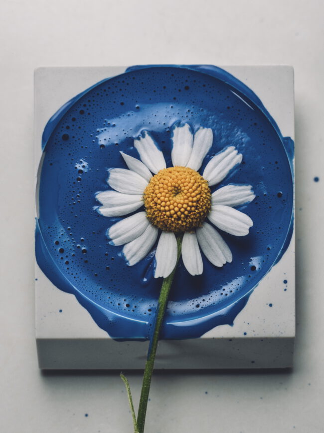 flower, blossom, floral, botanical